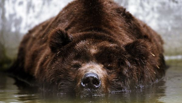 animal1