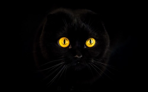 Computer Desktop Wallpapers Collection. www.cwer.ru