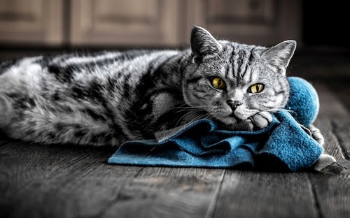Computer Desktop Wallpapers Collection. www.cwer.ru